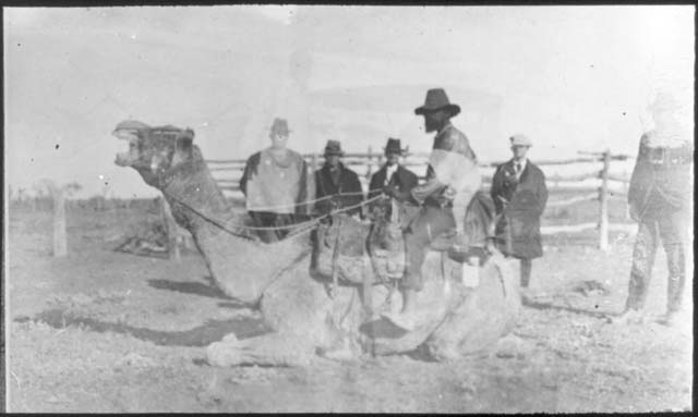 Flynn, J. (1927) ‘Unidentified Aboriginal man on a camel, Northern Territory taken during Resonian trip to the Northern Territory led by John Flynn.’ Retrieved May 21, 2020, from https://nla.gov.au/nla.obj-142464448.