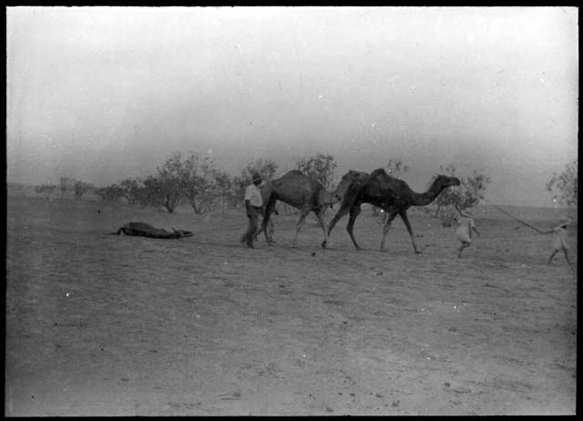 Flynn, J. (19--?) ‘Camels hauling a horse carcass accompanied by an Aboriginal man and children scenes from the Gulf Patrol and other general scenes’. Retrieved May 21, 2020, from https://nla.gov.au/nla.obj-142499263.