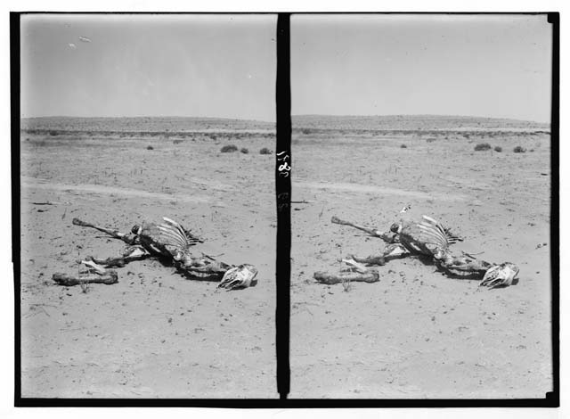 (1930) ‘Locust plagues in Palestine. Methods of fighting the locust plague. The skeleton of a camel. A desert casualty eaten by locusts’, Matson (G. Eric and Edith) Photography Collection, Library of Congress, Washington D.C.