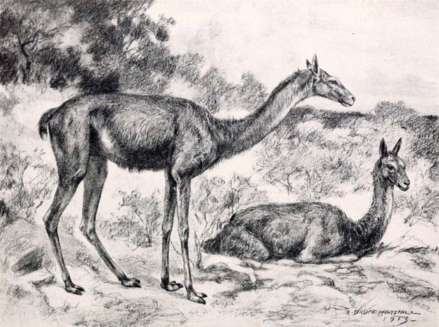 Scott, W.B. (1913) ‘Life restoration of Oxydactylus longipes’, A History of Land Mammals in the Western Hemisphere, New York: The Macmillan Company, p.392.