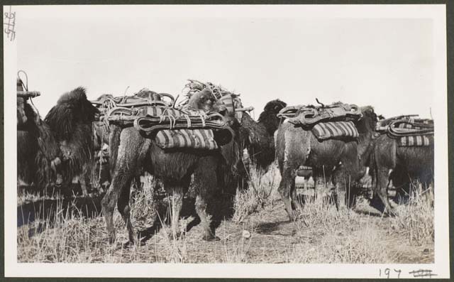 Morrison, G.E. (1910) ‘197. Camels carrying hoop iron from Hami. April 7th’, ‘Item 06: Photographs of China, 1910 / from the papers of George Ernest Morrison’, FL15394616, Mitchell Library, State Library of New South Wales, Sydney, NSW.