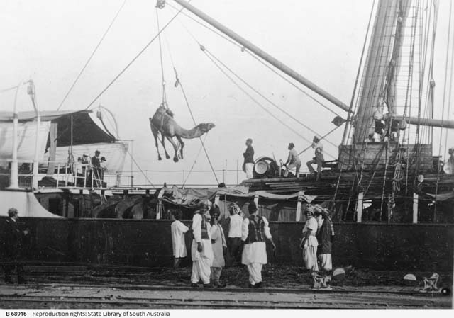 (1893) ‘Unloading camels at Port Augusta [B 68916]’, Port Augusta Collection, State Library of South Australia, Adelaide, SA.