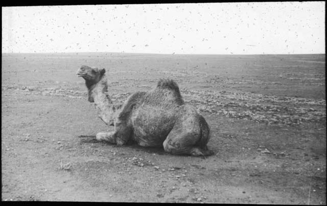 Clune, F. (1935) ‘Seated camel, Australia, 1935’. Retrieved May 21, 2020, from https://nla.gov.au/nla.obj-149673645.