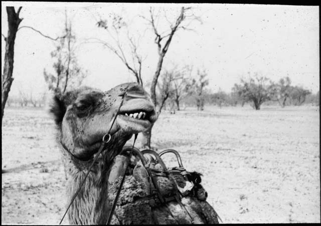 Clune, F. (1935) ‘Galahad, a camel, in Central Australia, 1935’. Retrieved May 21, 2020, from https://nla.gov.au/nla.obj-149680037.