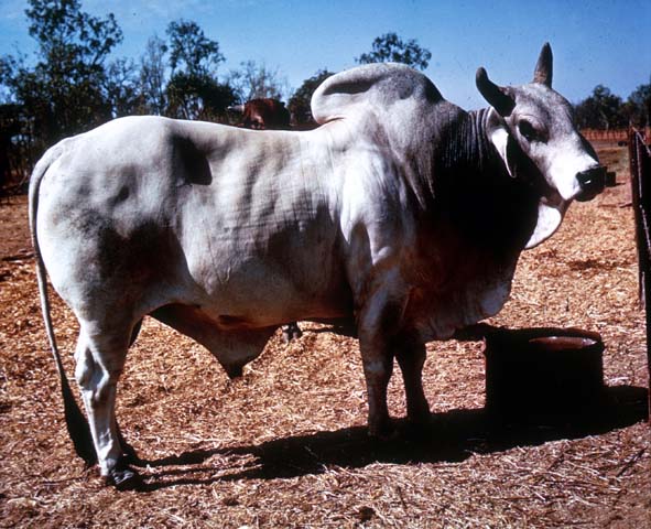CSIRO (2001) ‘CSIRO ScienceImage 2643 A Brahman Bull’ licenced under CC BY 3.0.