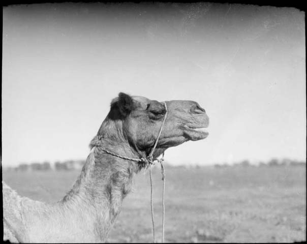 Searle, E.W. (1947) ‘Close view of a camel’s head, Hermannsburg Mission, Finke River, Northern Territory, 1947’. Retrieved May 21, 2020, from https://nla.gov.au/nla.obj-141889928.