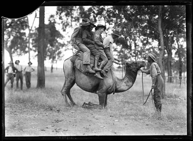 Fairfax Corporation (1916) ‘Four camel corps soldiers on the back of a standing camel at training at Menangle Park, New South Wales, 1916’. Retrieved May 21, 2020, from https://nla.gov.au/nla.obj-163340202.