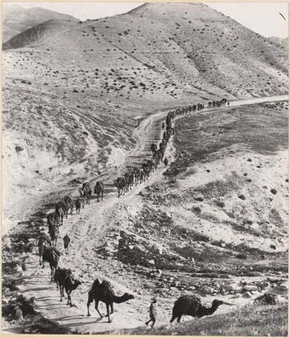 Hurly, F. (191-?) ‘Supplies on a camel train, Palestine, World War I’. Retrieved May 21, 2020, from https://nla.gov.au/nla.obj-147392386.
