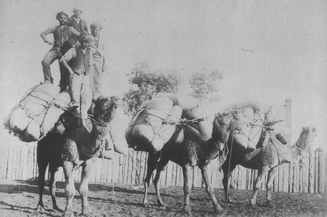 Grill, G. (1895) ‘Camels carrying flour in a dry season. Afghan drivers – Western Queensland’, FL171204, State Library of New South Wales, Sydney, NSW.