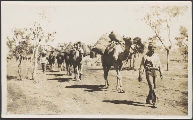 Hurley, F. (1914) ‘An Afghani man leading a heavily laden camel train, 1914’. Retrieved May 21, 2020, from https://nla.gov.au/nla.obj-152791565.