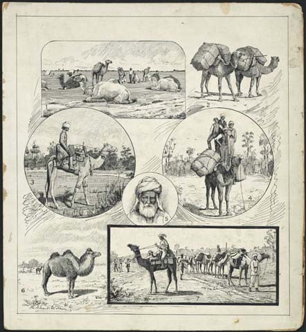 Stuart-Wilson, H. (189-?) ‘The camel in Australia, Bourke, New South Wales, ca. 1895’. Retrieved May 21, 2020, from https://nla.gov.au/nla.obj-135591859.