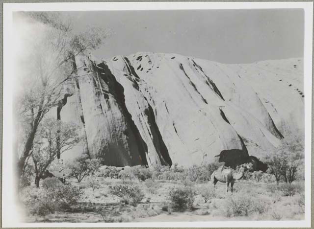 Groom, A. (1947) ‘Camels at the base of Uluru, Northern Territory, 1947’. Retrieved May 21, 2020, from https://nla.gov.au/nla.obj-140738881.
