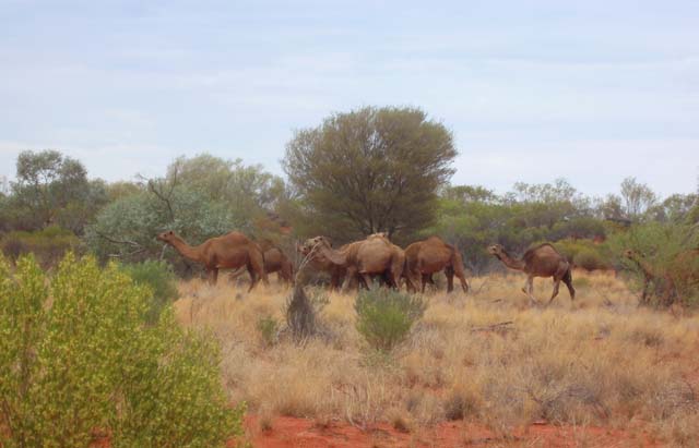 freeaussiestock.com (201-?) ‘feral camels’ licenced under CC BY 3.0.